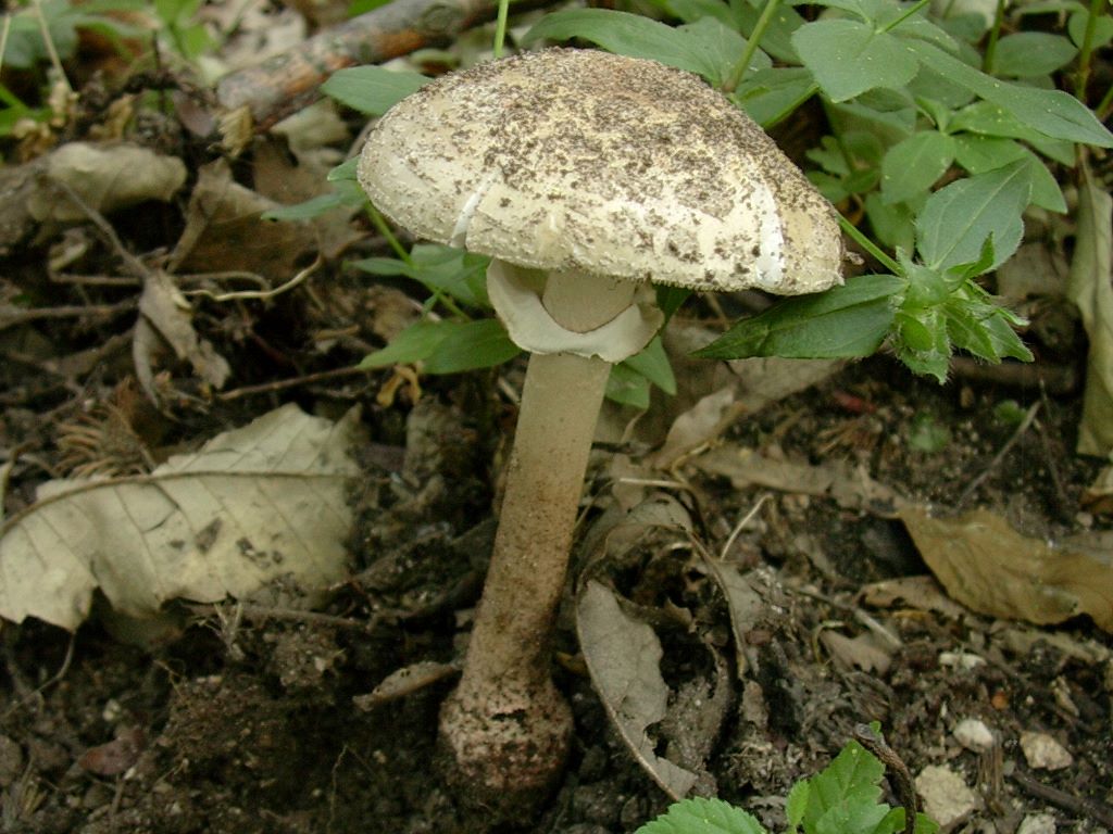 2027 Giugno vecchio ritrovamento